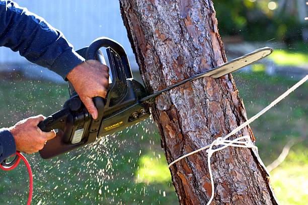 Tree Care